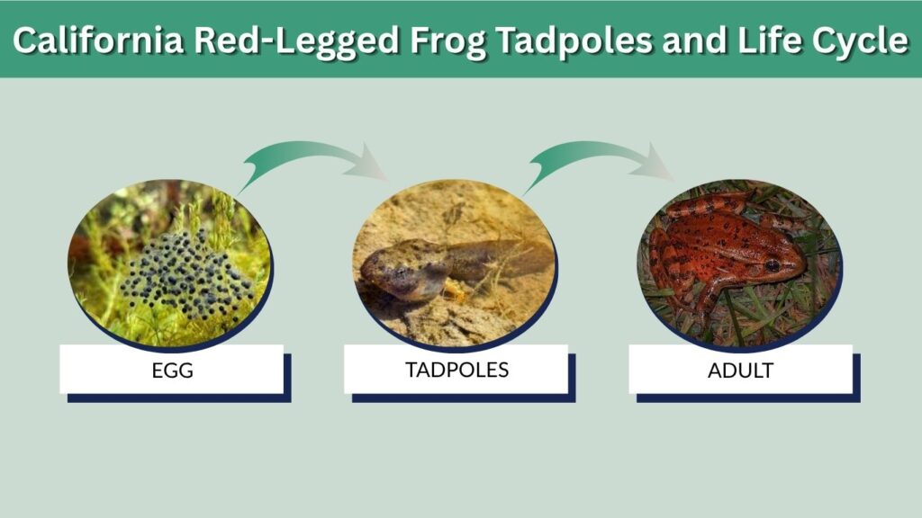 California Red-Legged Frog Tadpoles and Life Cycle
