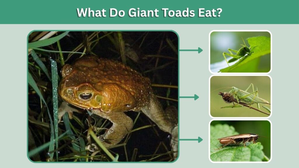 What Do Giant Toads Eat?
