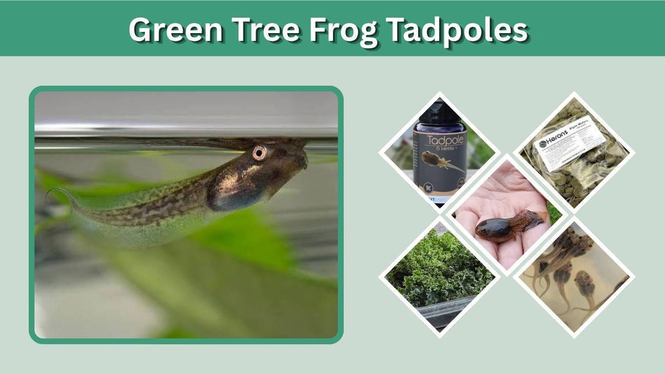Green Tree Frog Tadpoles: Care, Food and Identification