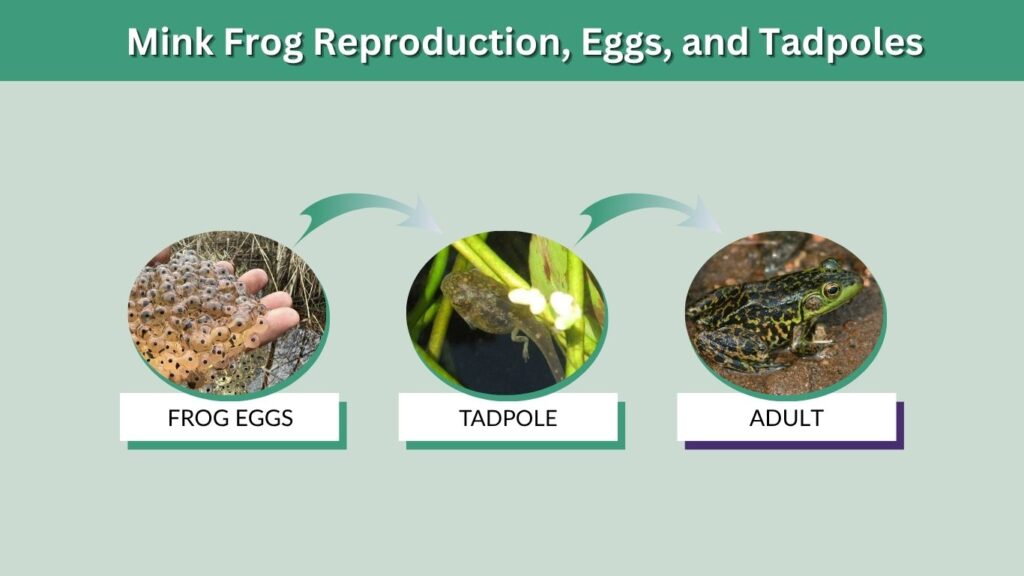 Mink Frog Reproduction, Eggs, and Tadpoles