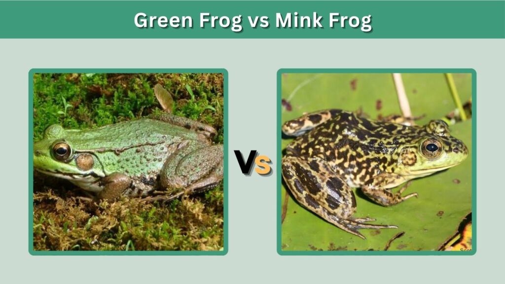 Green Frog vs Mink Frog