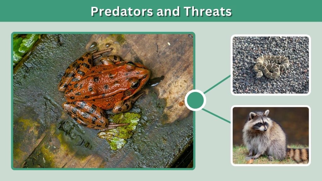 Predators and Threats