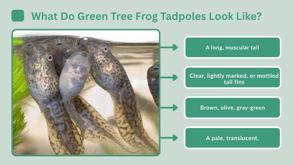 What Do Green Tree Frog Tadpoles Look Like?
