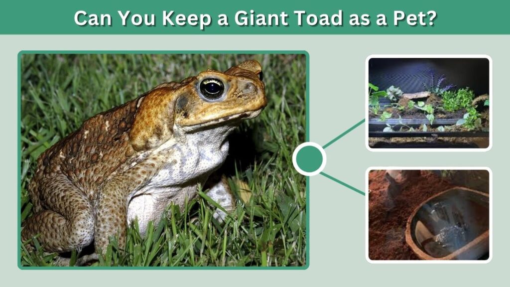 Can You Keep a Giant Toad as a Pet?