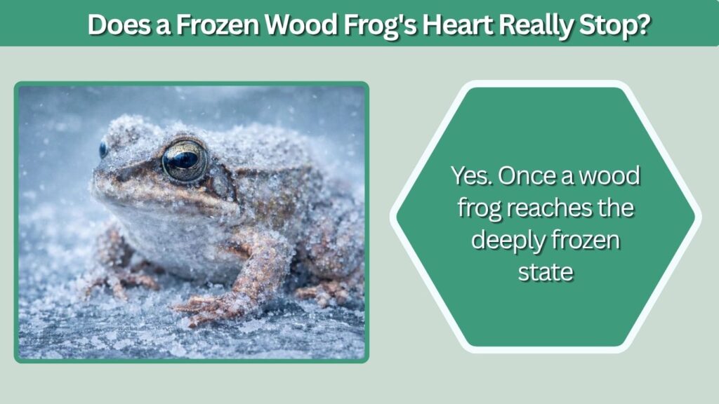 Does a Frozen Wood Frog's Heart Really Stop?