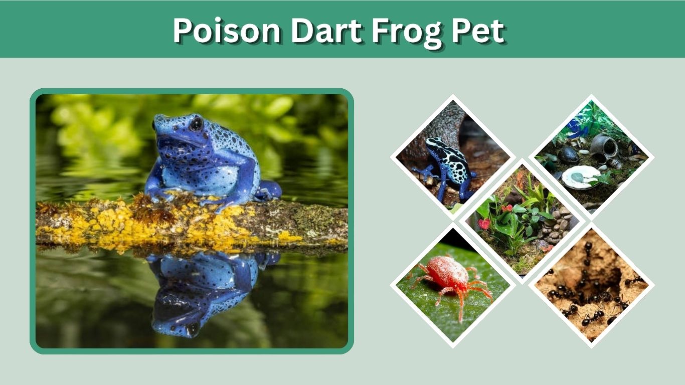 Poison Dart Frog Pet: Care, Diet, Tank Setup & Safety