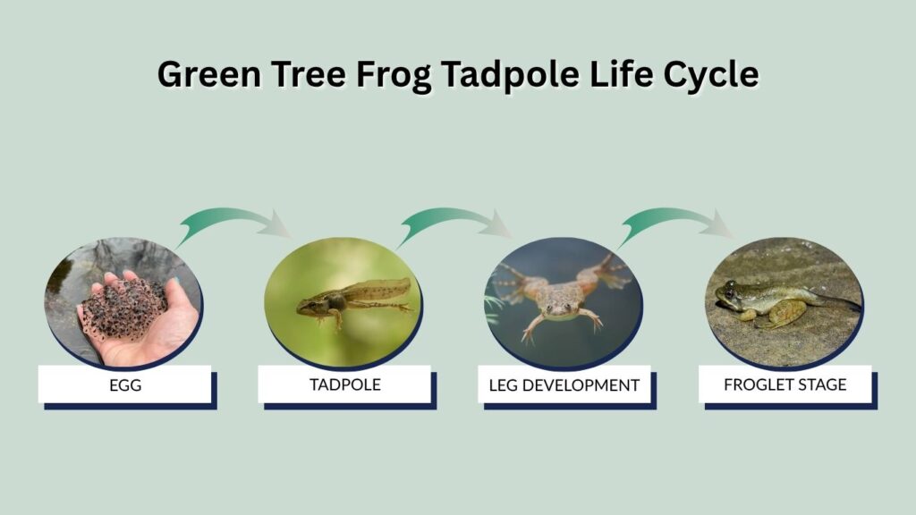 Green Tree Frog Tadpole Life Cycle