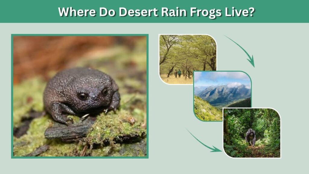 Where Do Desert Rain Frogs Live?