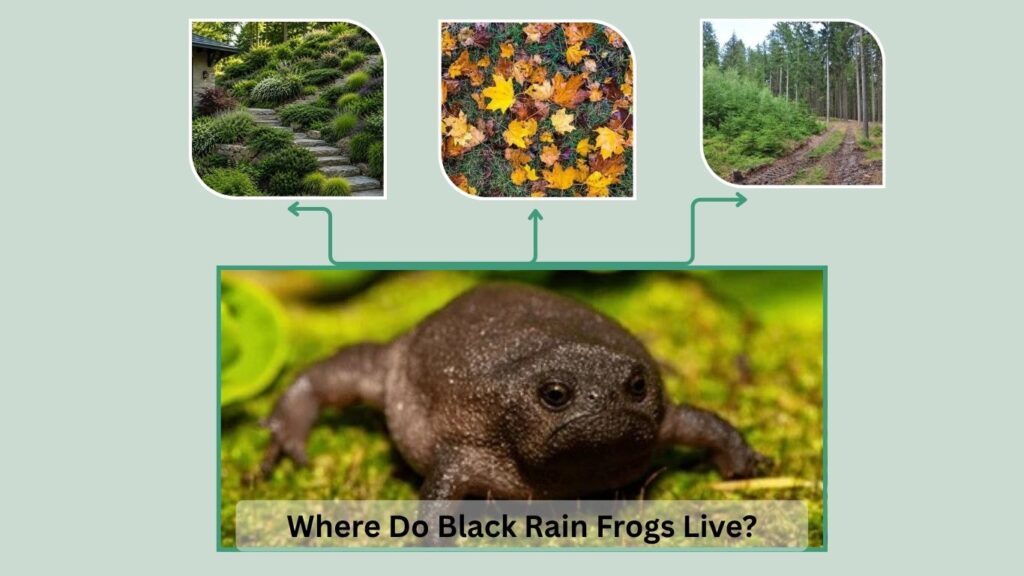 Where Do Black Rain Frogs Live?