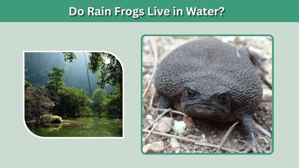 Do Rain Frogs Live in Water?