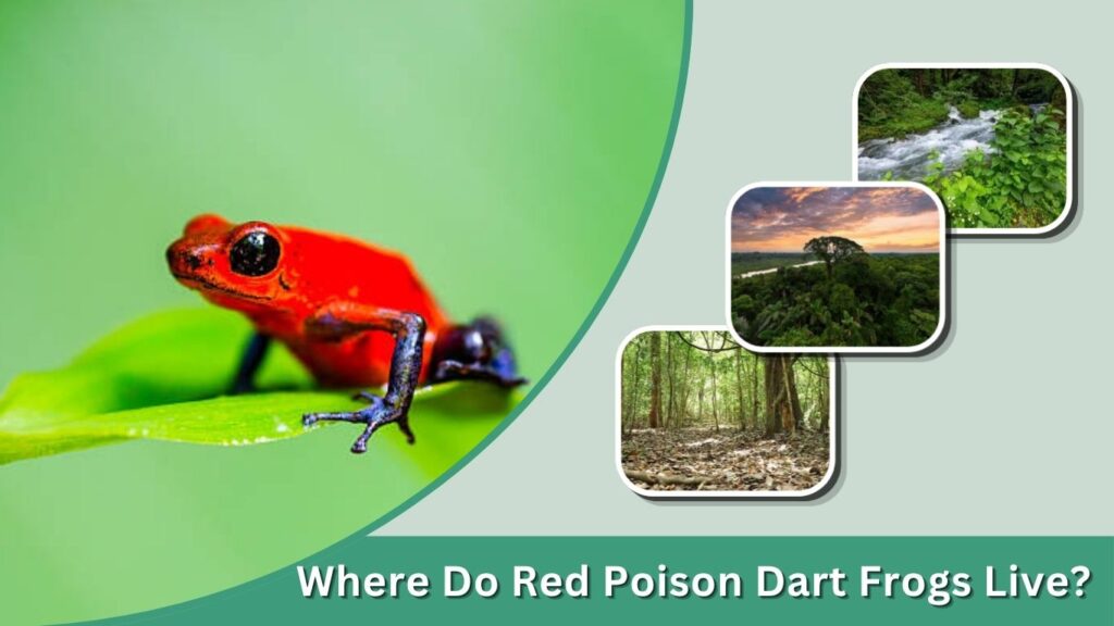 Where Do Red Poison Dart Frogs Live?
