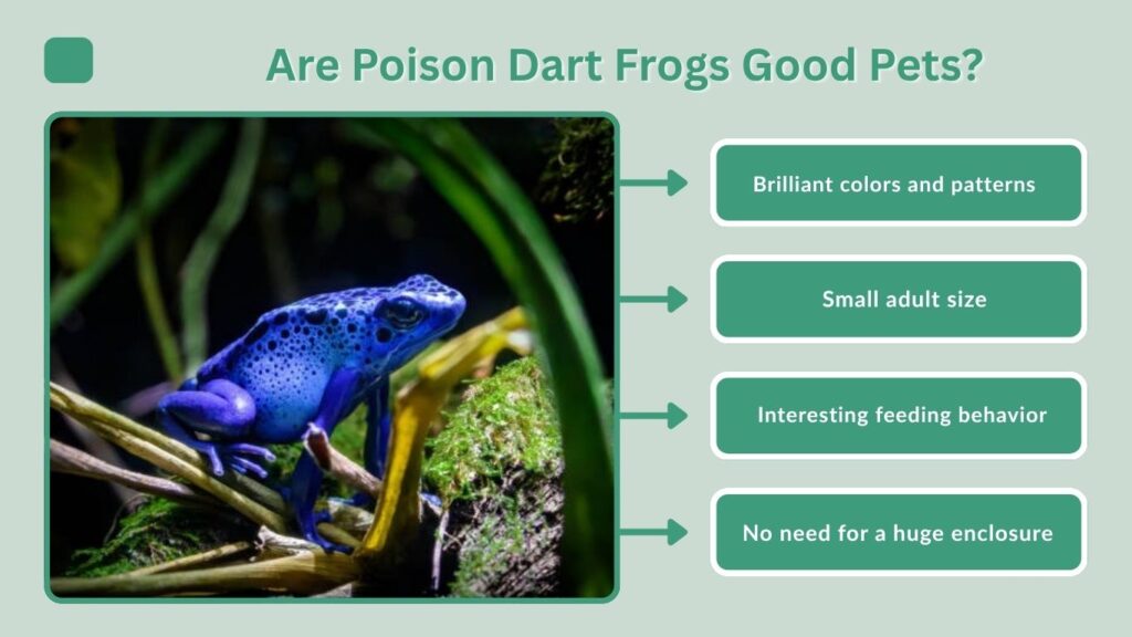 Are Poison Dart Frogs Good Pets?