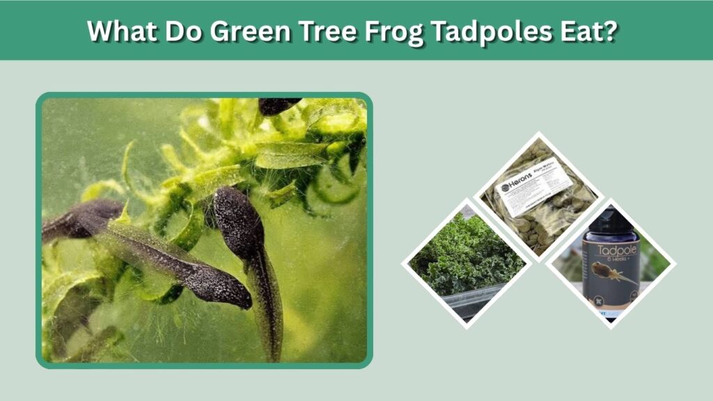 What Do Green Tree Frog Tadpoles Eat?