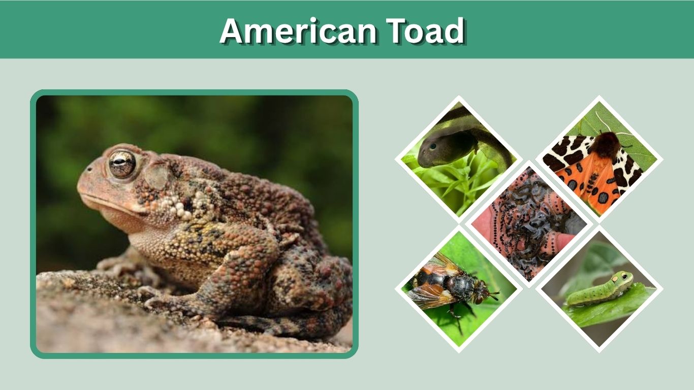 American Toad: Identification, Habitat, Diet, and Facts