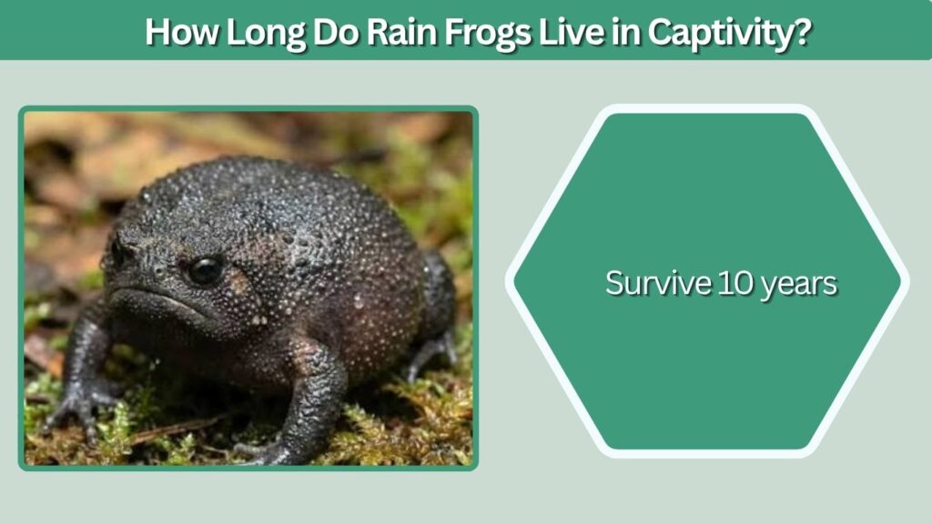How Long Do Rain Frogs Live in Captivity?