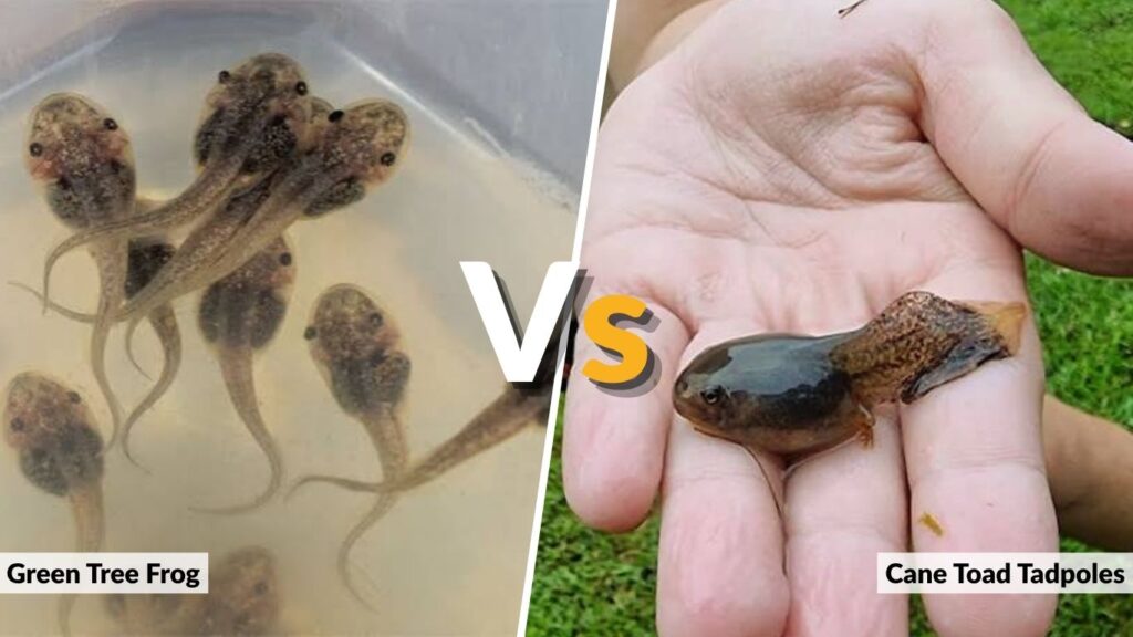 Green Tree Frog vs. Cane Toad Tadpoles