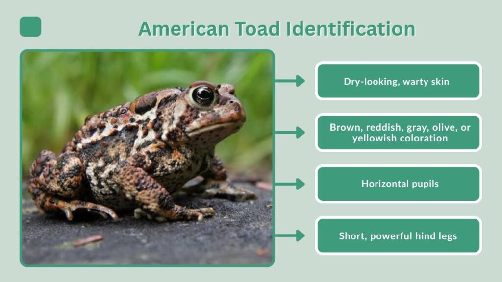 American Toad Identification