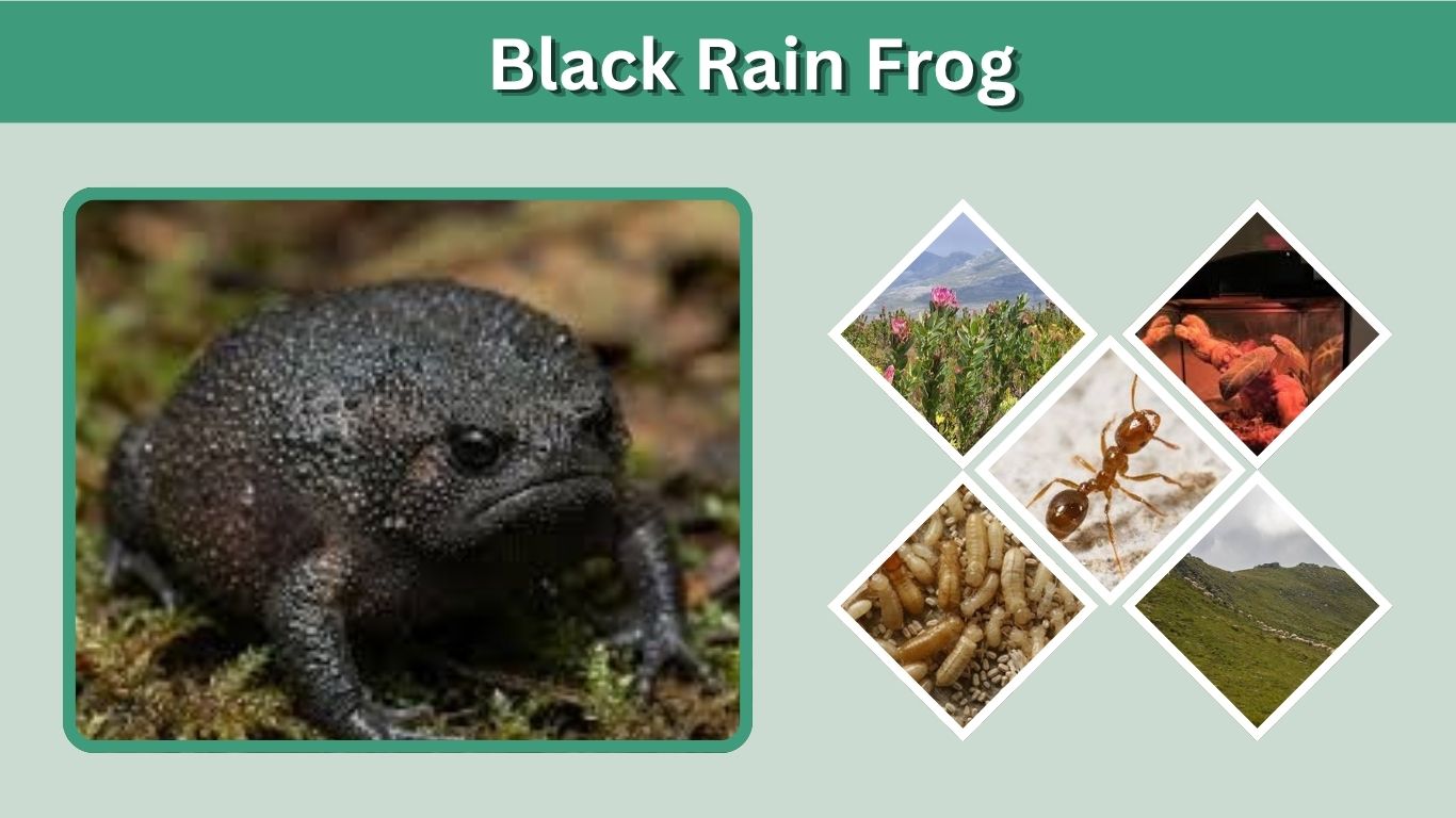 Black Rain Frog: Habitat, Diet, Size, Sound & Facts