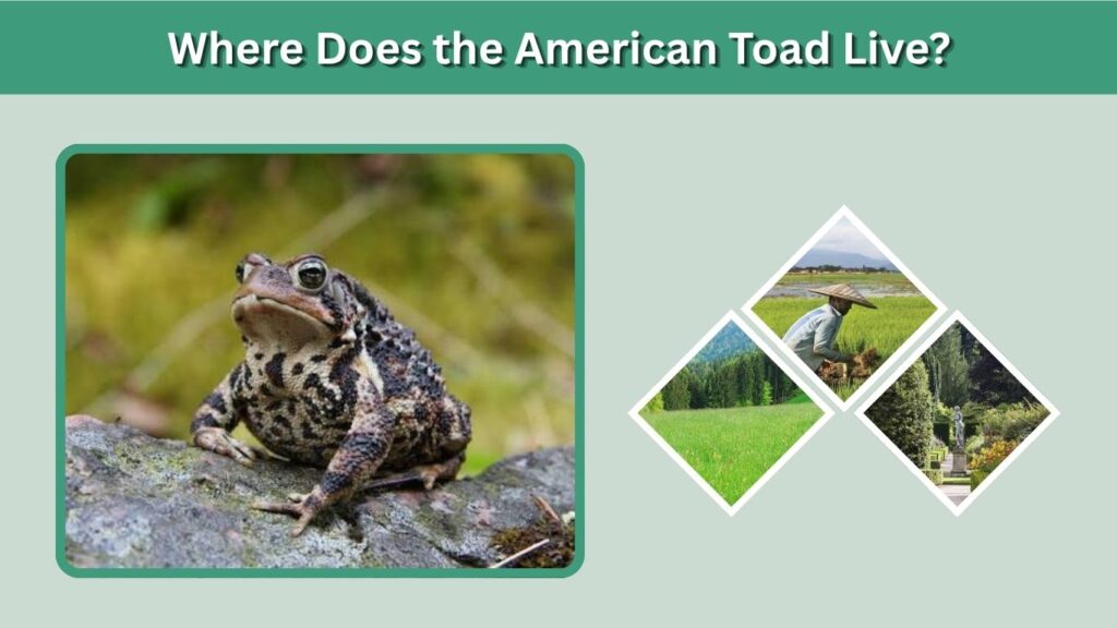 Where Does the American Toad Live?