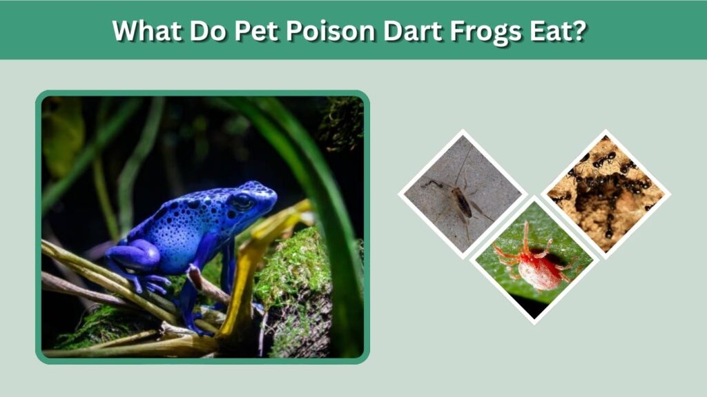 What Do Pet Poison Dart Frogs Eat?