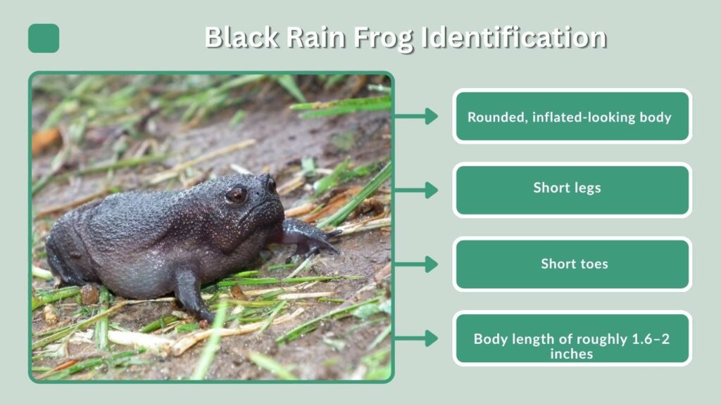 Black Rain Frog Identification