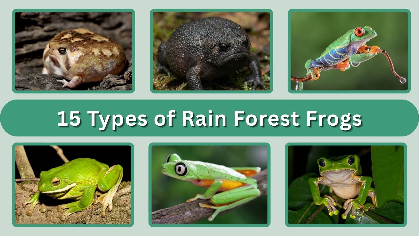 15 Types of Rain Forest Frogs: Identification and Facts