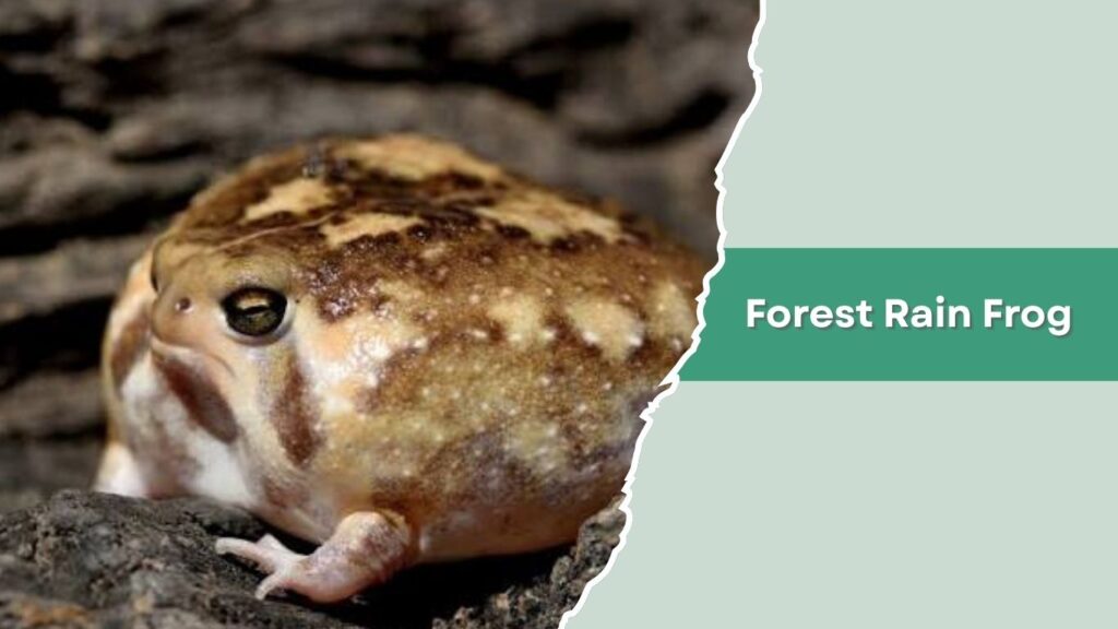 Forest Rain Frog