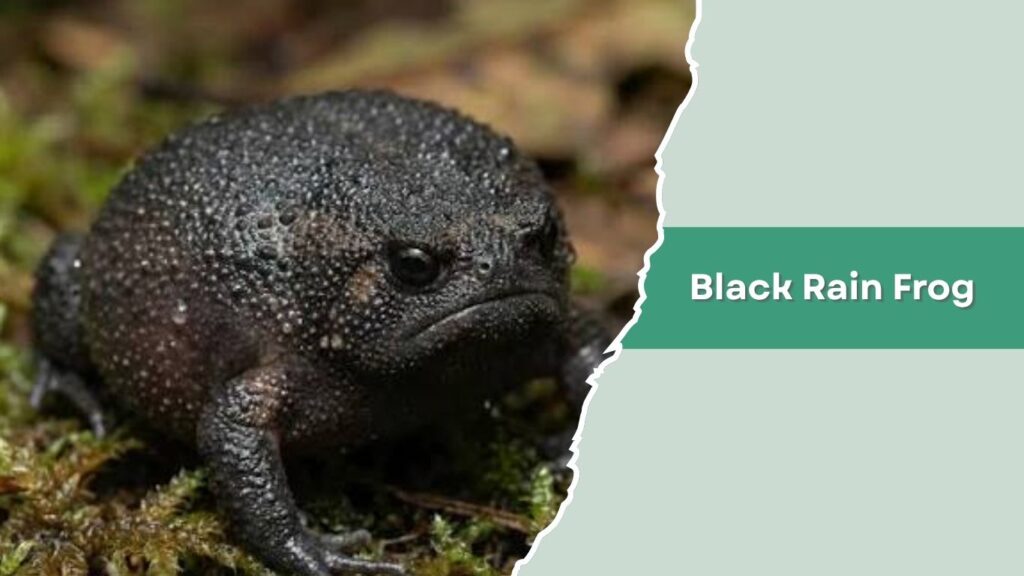 Black Rain Frog