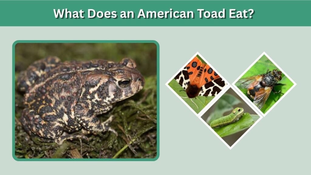 What Does an American Toad Eat?