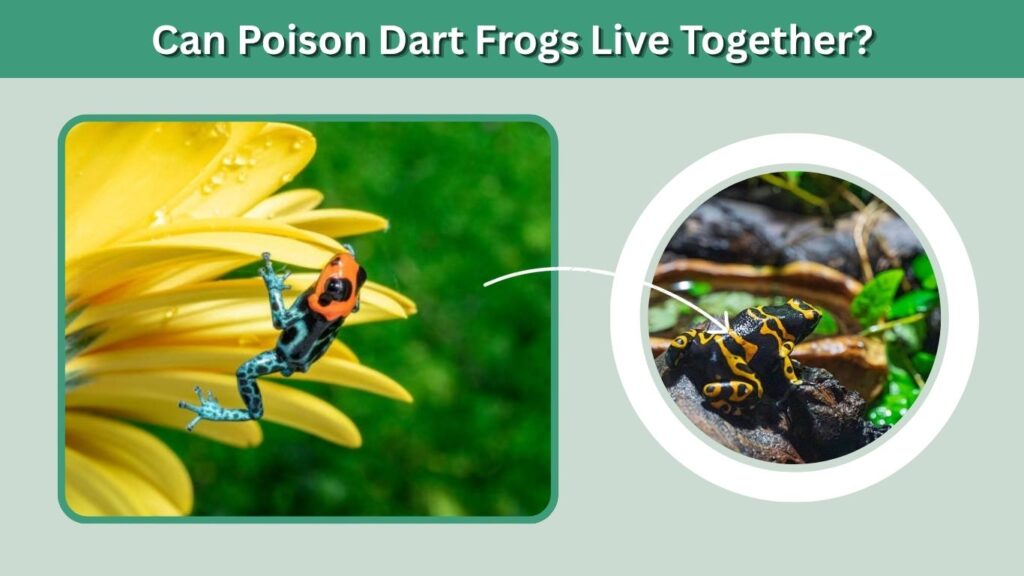 Can Poison Dart Frogs Live Together?