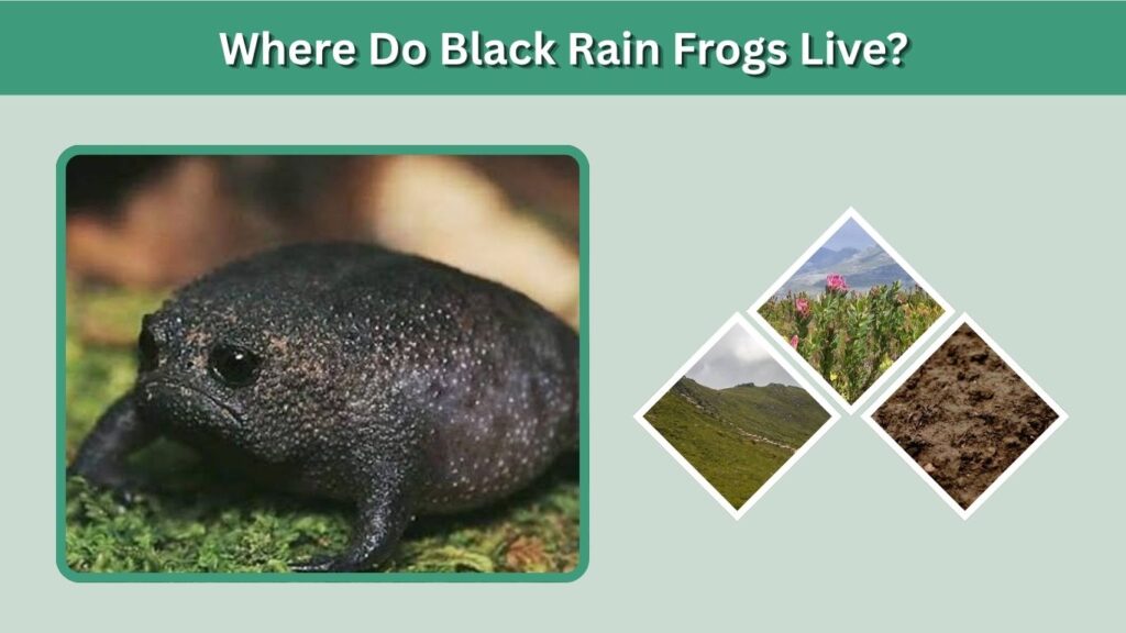 Where Do Black Rain Frogs Live?