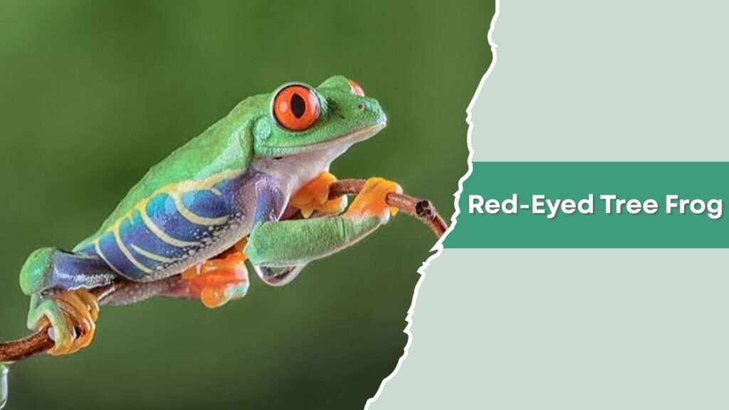 Red-Eyed Tree Frog