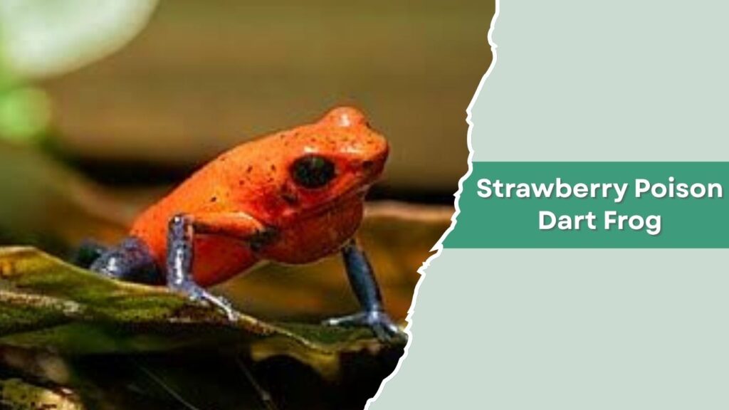 Strawberry Poison Dart Frog