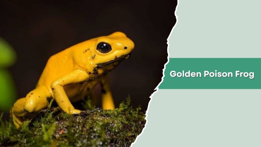 Golden Poison Frog
