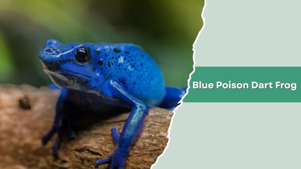Blue Poison Dart Frog