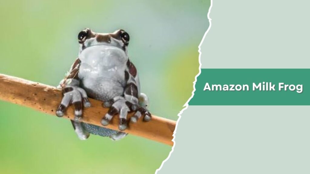 Amazon Milk Frog
