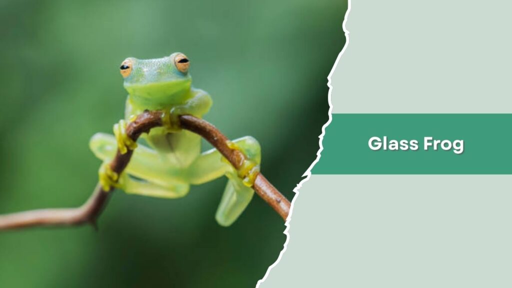 Glass Frog