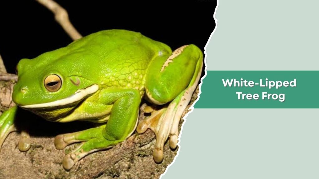 White-Lipped Tree Frog