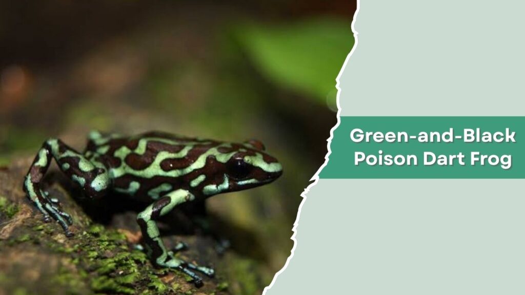 Green-and-Black Poison Dart Frog