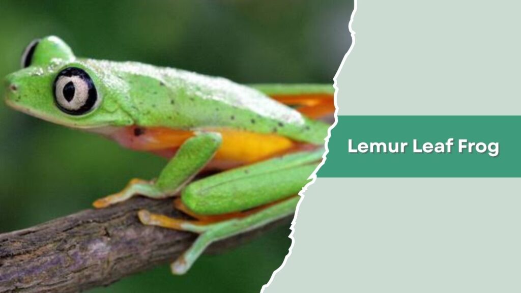 Lemur Leaf Frog