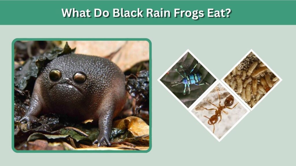 What Do Black Rain Frogs Eat?