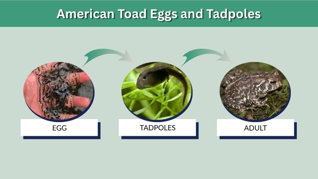 American Toad Eggs and Tadpoles
