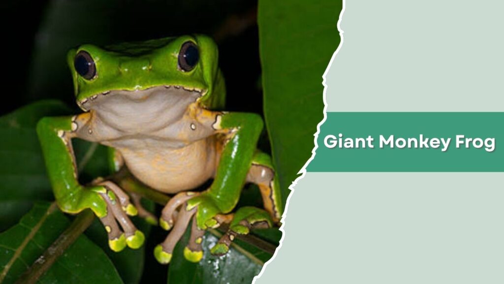 Giant Monkey Frog