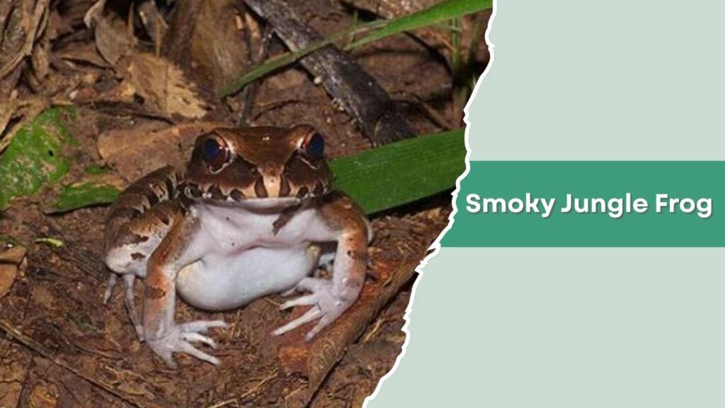 Smoky Jungle Frog