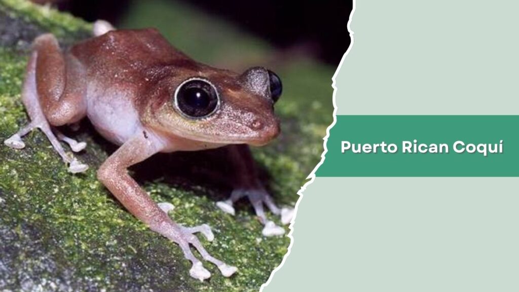 Puerto Rican Coquí
