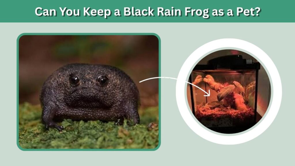 Can You Keep a Black Rain Frog as a Pet?