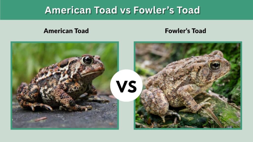 American Toad vs Fowler’s Toad