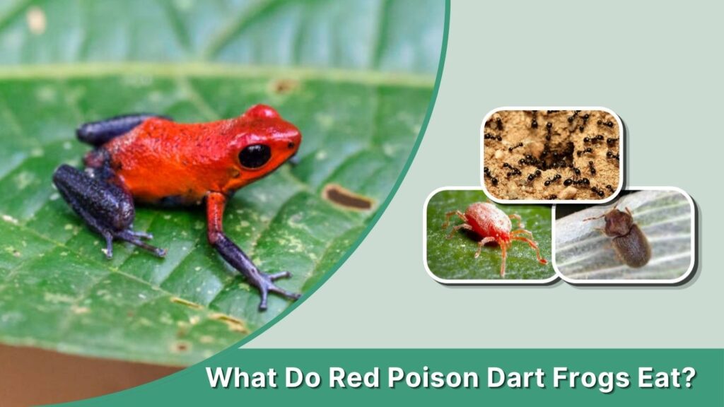 What Do Red Poison Dart Frogs Eat?