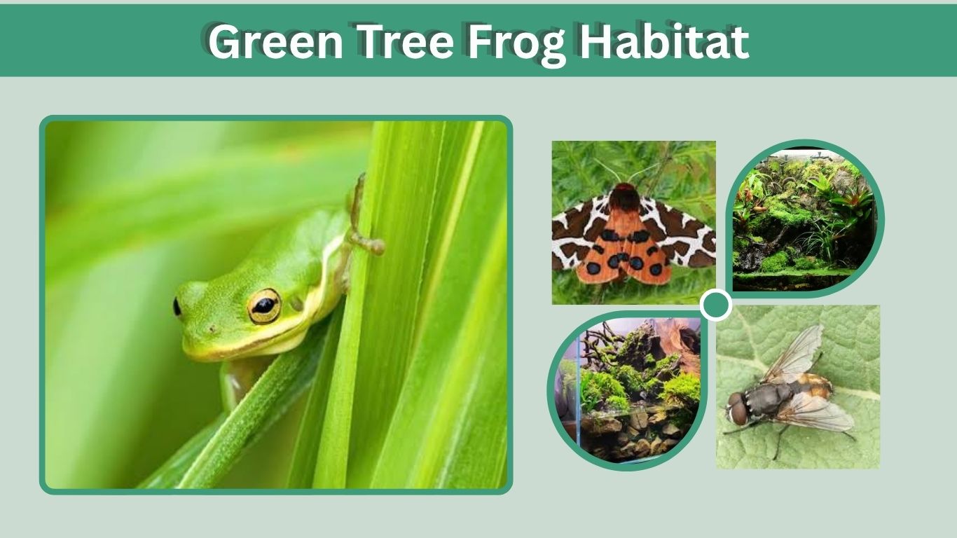 Green Tree Frog Habitat: Natural Range and Tank Setup