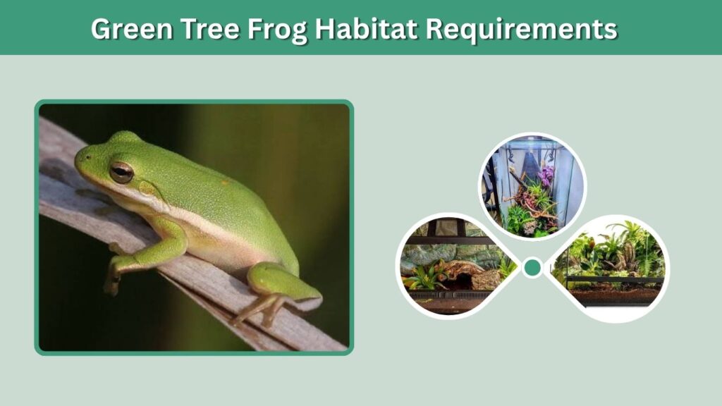 Green Tree Frog Habitat Requirements